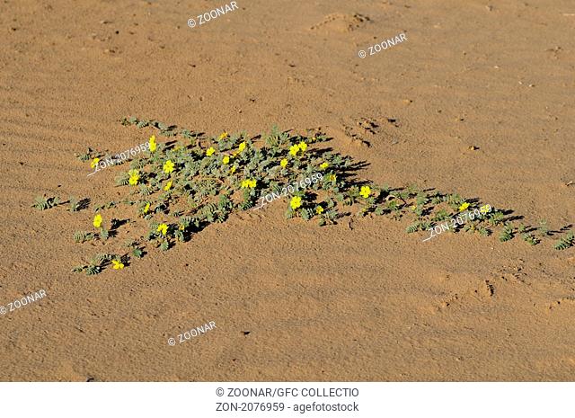 Tribulus cristatus, Zygophyllaceae, Jochblattgewächs, Burzeldorn, Richtersveld Nationalpark, Tatasberg, Südafrika / Tribulus cristatus, Zygophyllaceae