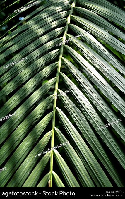 Blattstrukturen eine Palmblatts