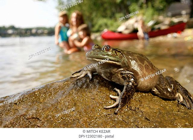 Large Bullfrog On A Rock with Swimmers In a lake in the background