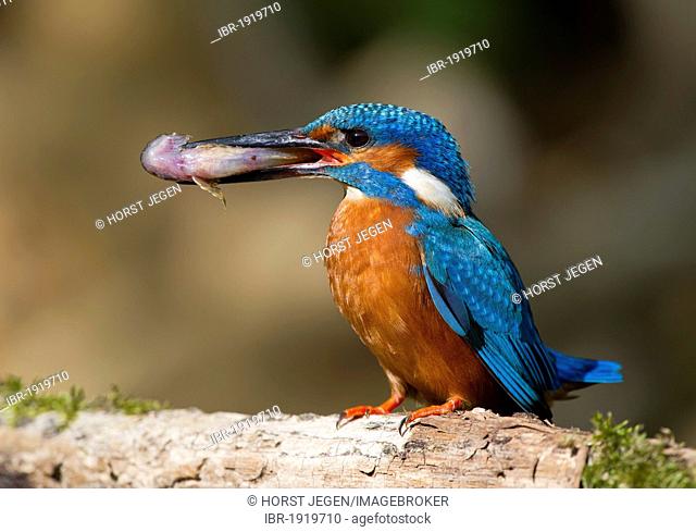 Kingfisher (Alcedo atthis) with prey in beak