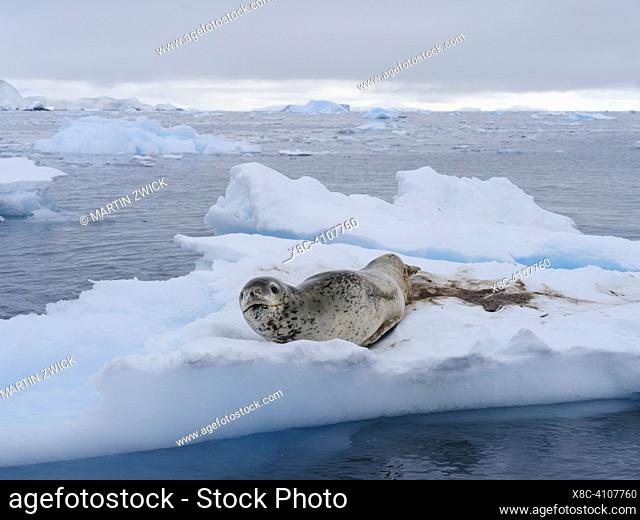 Leopard Seal (Hydrurga leptonyx) on ice floe in Fournier Bay close to Anver island in Palmer Archipelago. Antarctica, February