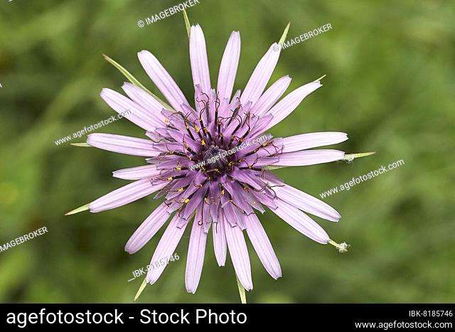 Spring on Crete, macro, blossom of an oatwort (Tragopogon porrifolius) from above, blurred green meadow, island of Crete, Greece, Europe