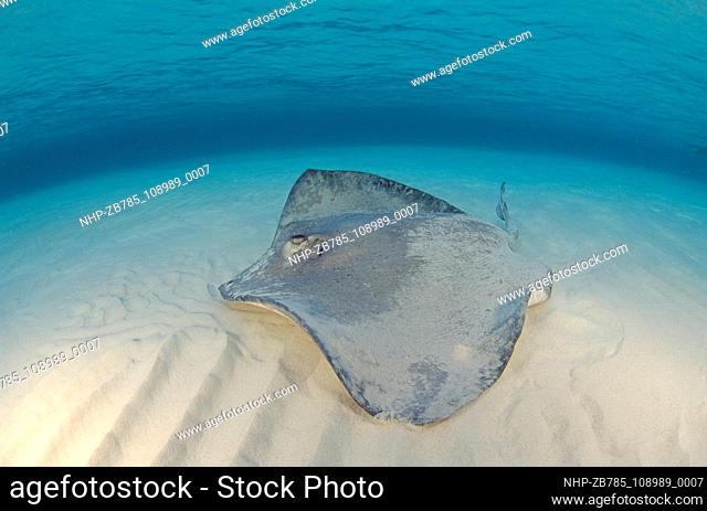 Stingray on shallow sandy seabed , Cayman Islands Date: 03/11/2003  Ref: ZB785-108989-0007  COMPULSORY CREDIT: Oceans Image/Photoshot