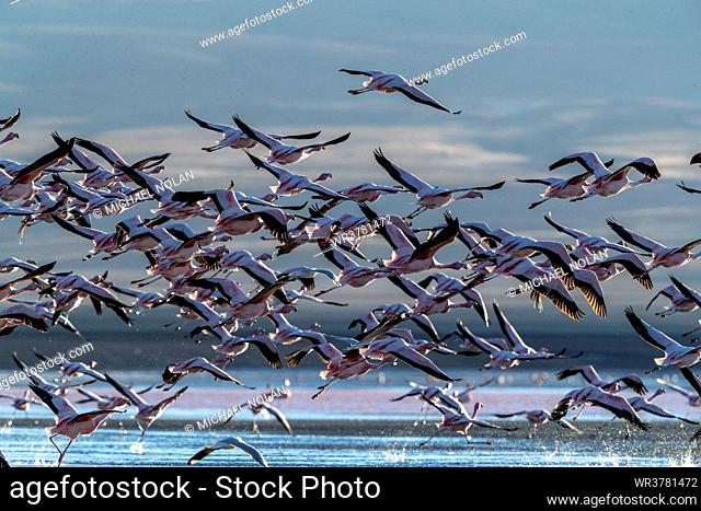 Flamingos taking flight in the hundreds to feed, Eduardo Avaroa Andean Fauna National Reserve, Bolivia, South America