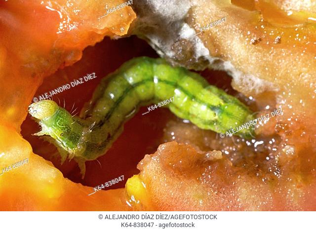 Tomato caterpillar, HELIOTHIS SP. eating inside a tomato and preparing a place for metamorphosis. North of Spain