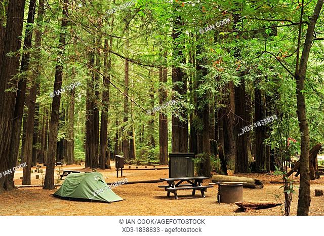 Burlington Campground, Avenue of the Giants, California, USA