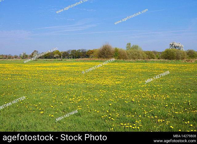 Meadow with common dandelion (Taraxacum officinale), spring, North Rhine-Westphalia, Germany