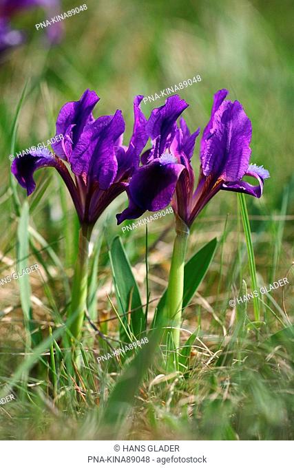Dwarf Iris Iris pumilla - Neusiedler See National park, Burgenland, Austria, Europe