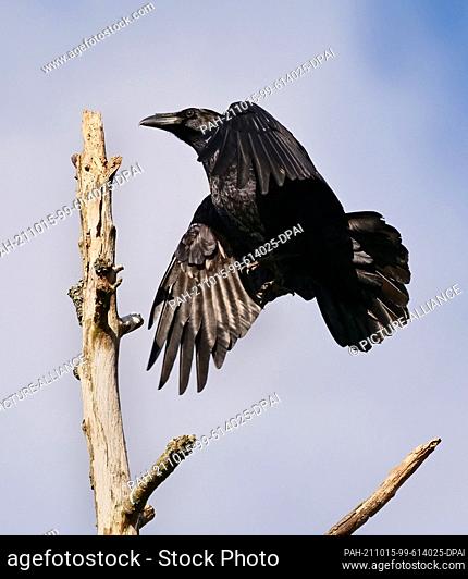 11 October 2021, Brandenburg, Schorfheide: 11.10.2021, Schorfheide. A common raven (Corvus corax) lands on the bare top of a dead tree in the Schorfheide...
