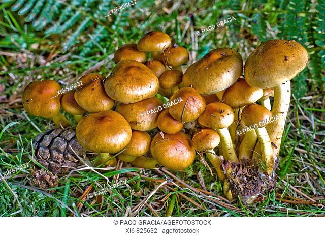 Mushrooms (Pholiota spumosa). Navacerrada, Segovia, Spain