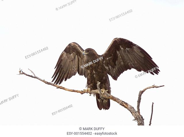 Golden Eagle on tree branch