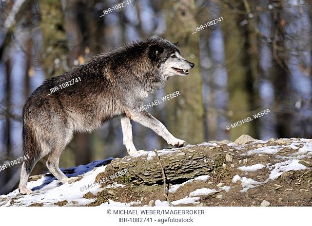 Mackenzie Valley Wolf or Canadian Timber Wolf (Canis lupus occidentalis) in snow