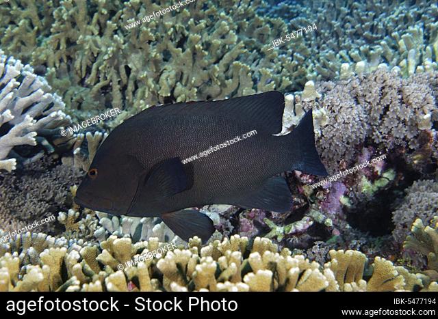 Redmouth Grouper (Aethaloperca rogaa) swims over coral reef, Pacific Ocean, Sulu Lake, Tubbataha Reef National Marine Park, Palawan Province, Philippines, Asia