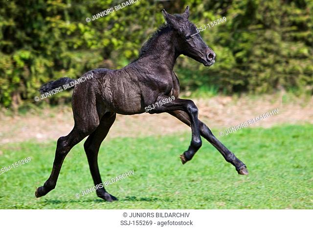 Lipizzan horse - foal jumping on meadow