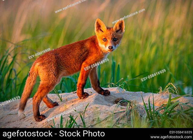 Immature red fox, vulpes vulpes, standing on den in summer nature. Young mammal looking to camera from sand hill. Wild cub watching at sunset