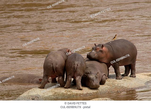 Hippopotamus, Hippopotamus amphibius, Mara River, Serengeti National Park, Tanzania