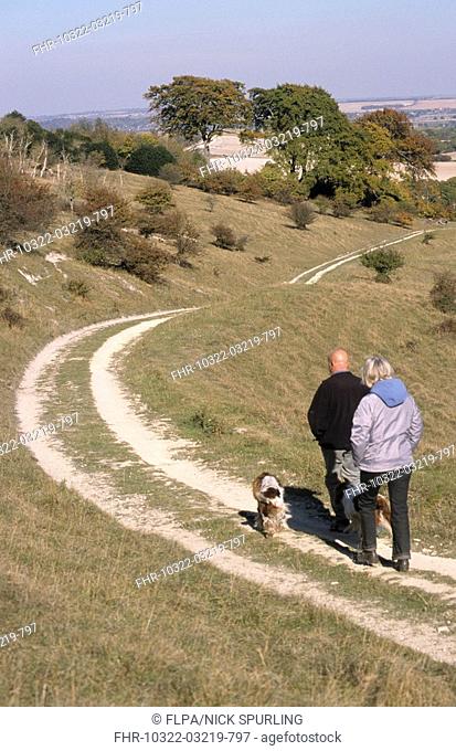 Domestic Dog, Welsh Springer Spaniels, taken for walk, owners walking along track, Chilterns, Ivinghoe, Buckinghamshire, England