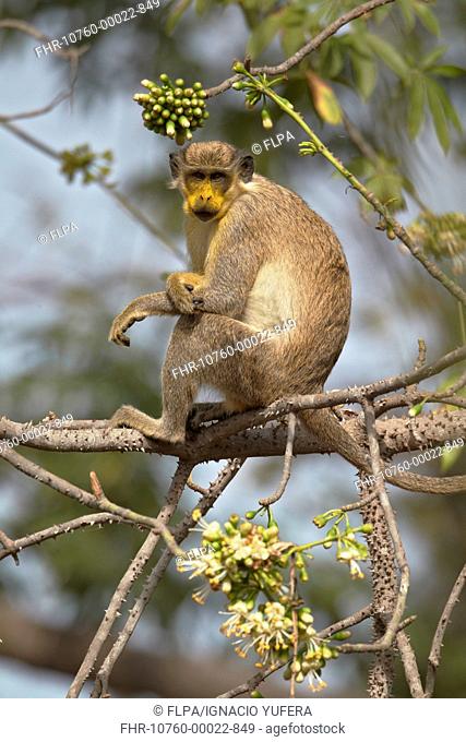 Callithrix Monkey Cercopithecus sabaeus adult, with pollen on face, feeding on ceiba tree flowers, Niokolo-Koba, Senegal, february
