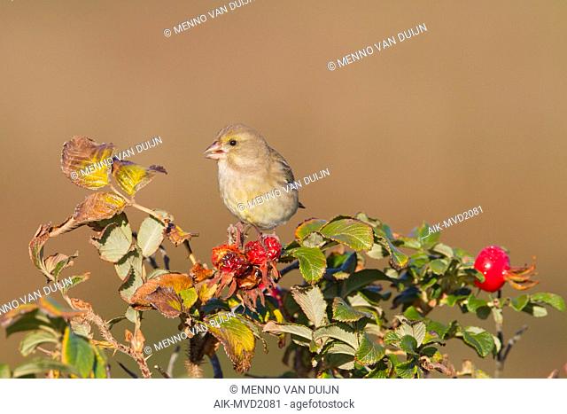 Female European Greenfinch in the fall foraging on one Japanese Rose