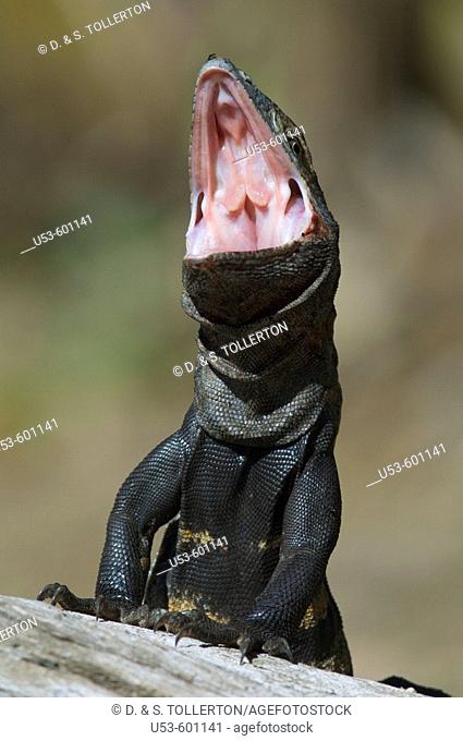 Black Spiny-tailed Iguana, Ctenosaura similis, with mouth wide open