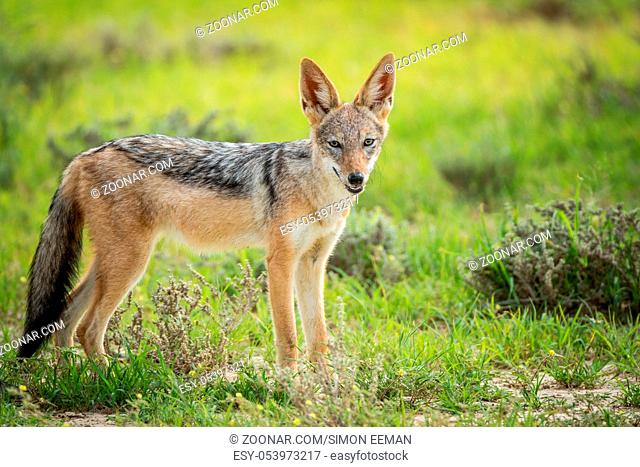 Black-backed jackal looking at the camera in the Kalagadi Transfrontier Park, South Africa