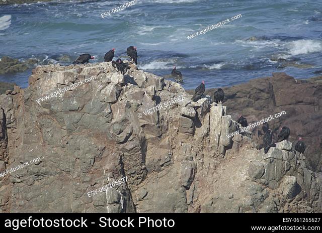 Turkey vultures (Cathartes aura). Las Cuevas. Arica. Arica y Parinacota Region. Chile