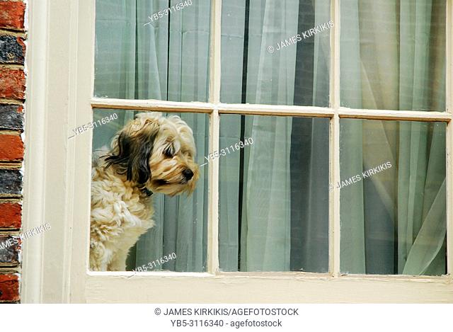 A dog patiently waits for his best friend to come home