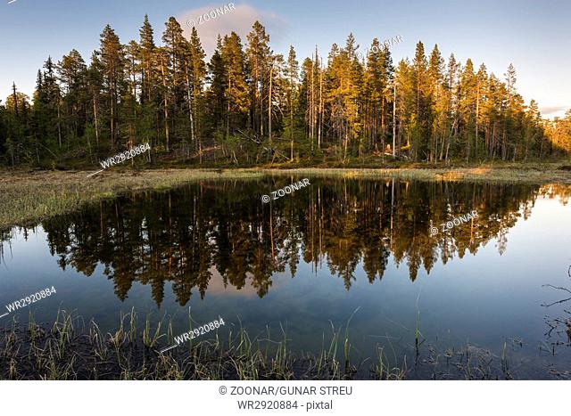 trees reflecting in a lake in evening light, Muddus National park, Lapland, Sweden
