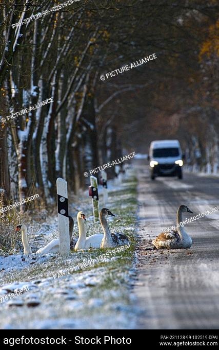28 November 2023, Saxony-Anhalt, Klötze: Swans sit on the edge of a country road that is still covered in snow and ice. The previous night it had snowed in...