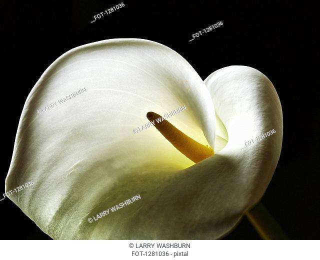 Close-up of the flower head of a Calla Lily, high angle view