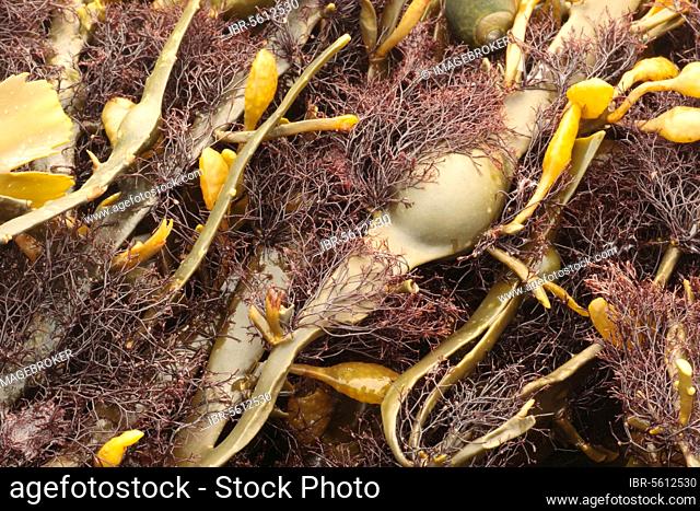 Red Seaweed (Polysiphonia lanosa) growing on Knotted Wrack (Ascophyllum nodosum), Osmington Mills, Dorset, England, United Kingdom, Europe