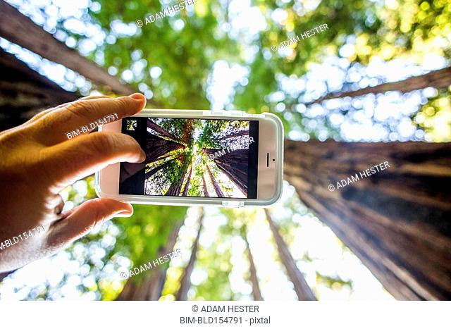 Low angle view of cell phone taking photograph of trees in forest
