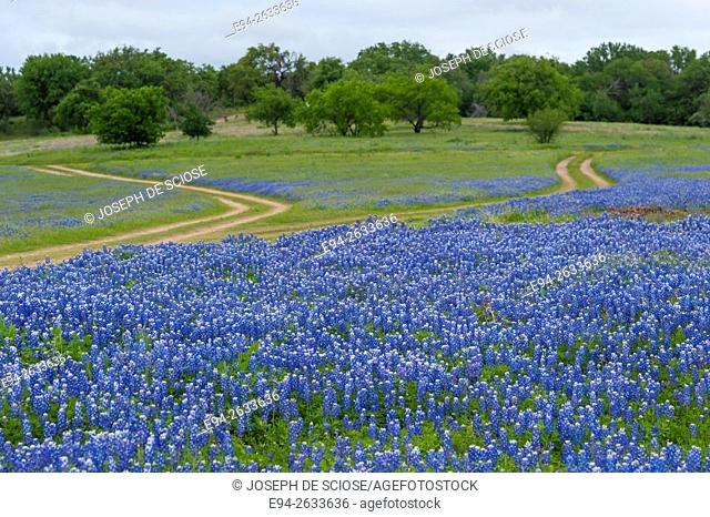 Dirt roads cutting through a field of bluebonnet wildflowers at the Muleshoe recreation area in Texas in the spring