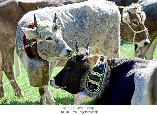 Cattle with cow bells, Viehscheid, Allgau, Bavaria, Germany