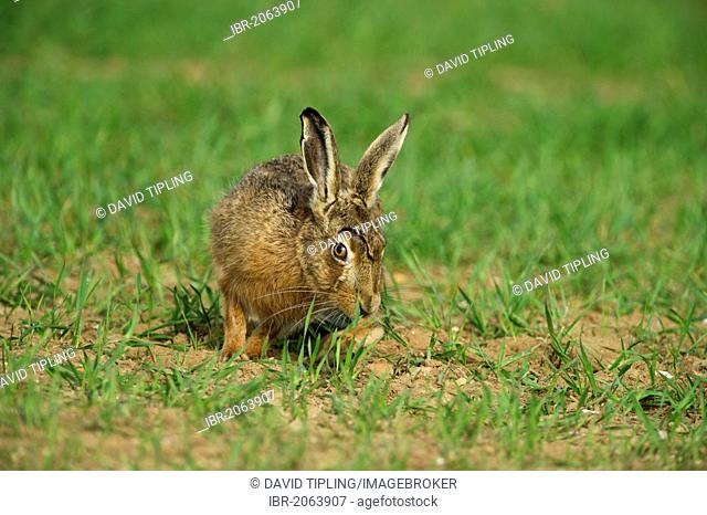 Brown Hare (Lepus europaeus), spring, Norfolk, England, United Kingdom, Europe