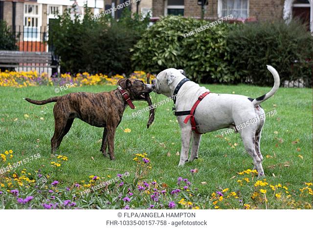 Domestic Dog, Old Tyme Bulldog and Staffordshire Bull Terrier cross, two adults, playing with stick, socialising in city park, London, England, september