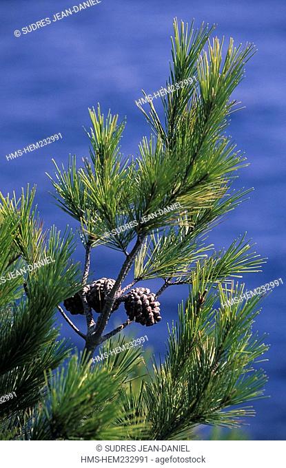 France, Var, Ile de Porquerolles, close up on Aleppo pine tree