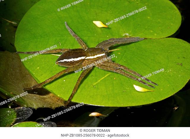 Fen Raft Spider, Dolomedes plantarius, on Frogbit leaf awaiting prey at Broadland relocation site, summer, Norfolk UK