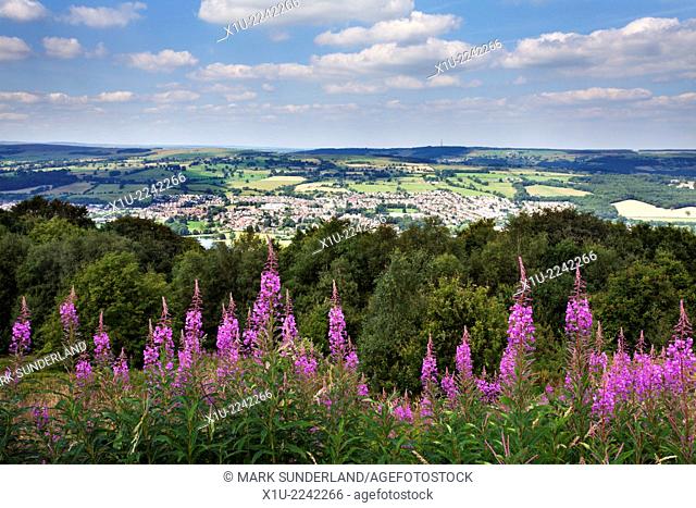 Rosebay Willow Herb along the Dales Way overlooking Otley and Wharfedale from The Chevin West Yorkshire England