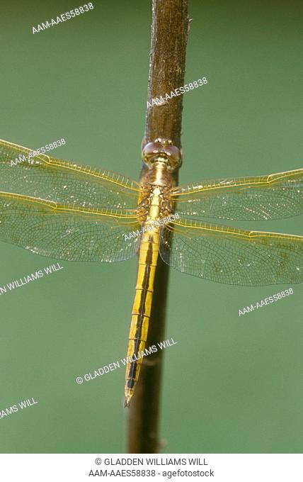 Dragonfly: Golden-winged Skimmer (Libellula auripennis), LA