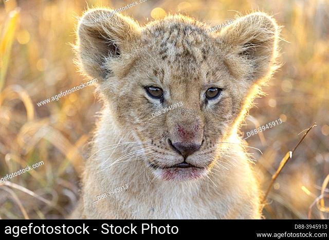 Africa, East Africa, Kenya, Masai Mara National Reserve, National Park, Baby lion (Panthera leo), in savannah
