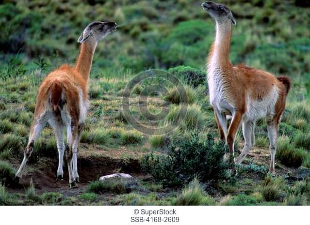 Chile, Torres Del Paine Nat'L Park, Guanacos, Mother Spitting To Ward Off Family Group