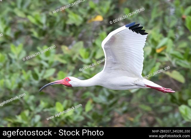 White Ibis (Eudocimus albus) flying in Panama Bay wetlands, Panama
