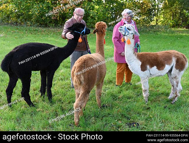 03 November 2023, Saxony, Delitzsch: 82-year-old Bernd Düsel and his wife Anita (76) take the three Tierpark alpacas Peaces
