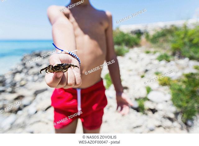 Close-up of boy holding a crab on the beach