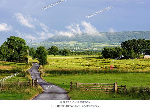 View of road through farmland with sheep flock grazing in pasture, looking towards Longridge Fell from Dinkling Green, Whitewell, Forest of Bowland, Lancashire