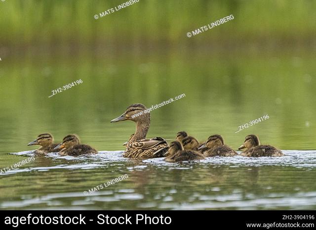 Female mallard, Anas platyrhynchos, with eight ducklings swimming together, Gällivare, Swedish Lapland, Sweden