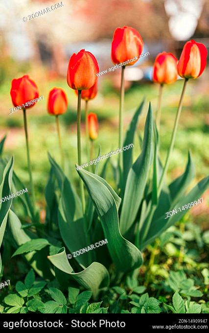 alot of red tulips flower in the park or garden. Spring extreme blurred backdrop. Selective focus macro shot with shallow DOF