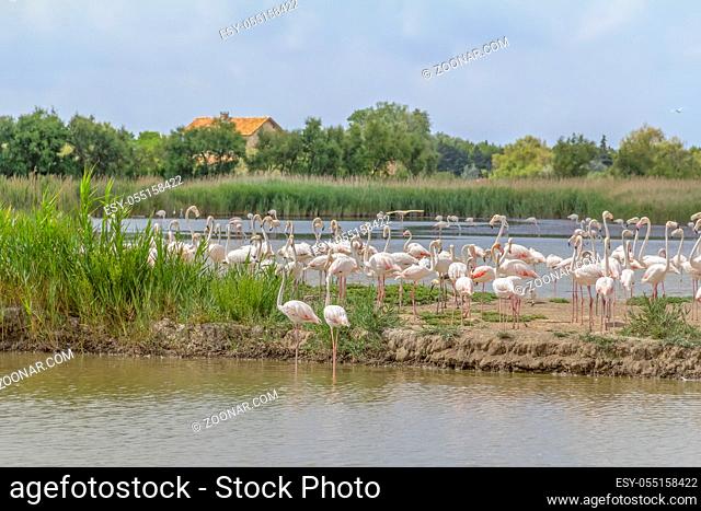 riparian scenery including some flamingos around the Regional Nature Park of the Camargue in Southern France