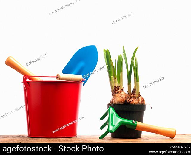 Red bucket with gardening tools and a growing narcissus on a white background